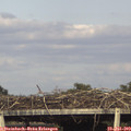 18_05-mast.jpg