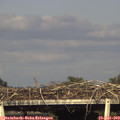 18_10-mast.jpg
