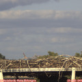 18_15-mast.jpg