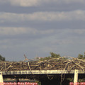 18_20-mast.jpg