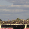 18_25-mast.jpg