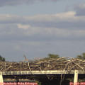 18_30-mast.jpg