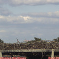 18_45-mast.jpg