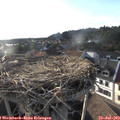 18_45-nest.jpg