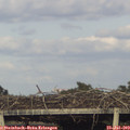 18_50-mast.jpg