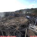 18_50-nest.jpg