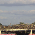 18_55-mast.jpg
