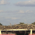 19_00-mast.jpg