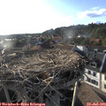 19_00-nest.jpg