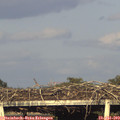 19_10-mast.jpg