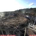 19_10-nest.jpg