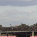 19_15-mast.jpg