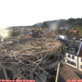 19_15-nest.jpg