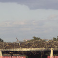 19_20-mast.jpg
