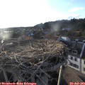 19_20-nest.jpg