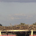 19_25-mast.jpg