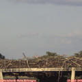 19_30-mast.jpg