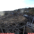 19_30-nest.jpg