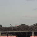 19_35-mast.jpg