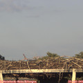 19_40-mast.jpg