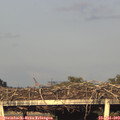 19_45-mast.jpg