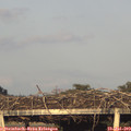 19_50-mast.jpg