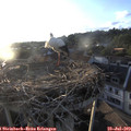 20_00-nest.jpg