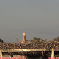 20_10-mast.jpg