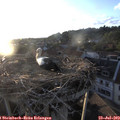 20_10-nest.jpg