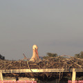 20_15-mast.jpg