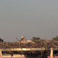 20_25-mast.jpg
