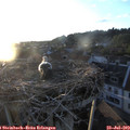 20_25-nest.jpg