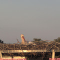 20_30-mast.jpg