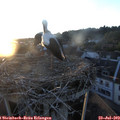 20_45-nest.jpg