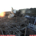 21_00-nest.jpg