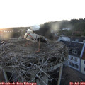 21_05-nest.jpg