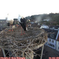 05_50-nest.jpg
