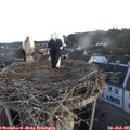 05_55-nest.jpg