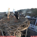 06_00-nest.jpg