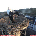 06_05-nest.jpg