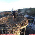 06_10-nest.jpg