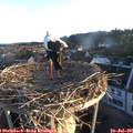 06_15-nest.jpg