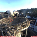 06_30-nest.jpg