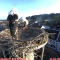 06_35-nest.jpg