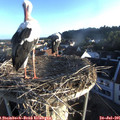 06_40-nest.jpg