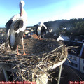 06_45-nest.jpg
