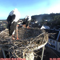 06_50-nest.jpg