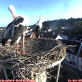 06_55-nest.jpg