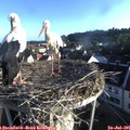 07_05-nest.jpg