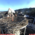 07_10-nest.jpg